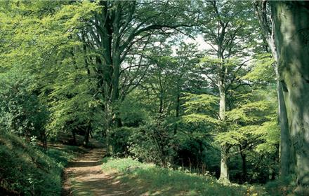 Footpath through Hawthorn Dene