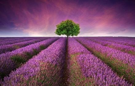 Field of lavender with a tree in distance