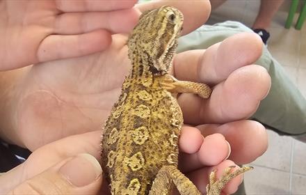 Someone holding a lizard in their hands