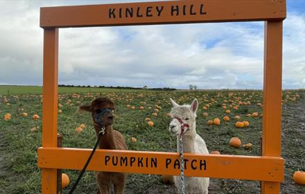 Alpacas at Kinley Hill Pumpkin Patch.