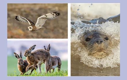 Wildlife photographs from the exhibition
