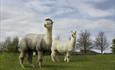 Victorio and Attacama at Teesdale Alpacas near Barnard Castle