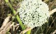 Onion Seed Head