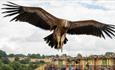 A vulcan at the birds of prey display