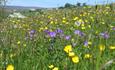 Hay Meadow - Copyright NPAP/Rebecca Barrett