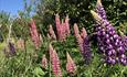 Pink and Purple Lupin Flowers in the garden