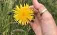 Yellow Dandelion Flower