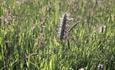 Grasses in the Meadow