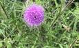 Purple Thistle Flower