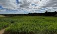 The Maize maze