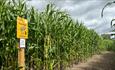 A signpost in the maze