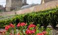 Flowers in the Auckland Palace Walled Garden.