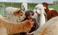 Bill Ryder-Jones with Alpacas in a field - credit Marieke Macklon