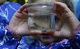 A child looking at an insect in a jar