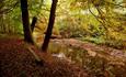 Autumn forest at Castle Eden Dene National Nature Reserve