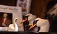 A group of ceramic silver swans that are sold in the shop.