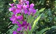 Rosebay Willowherb Flower Spike