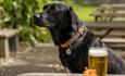 Black Labrador sitting at an outdoor table next to a pint.
