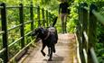 A dog walker crossing a bridge in a wooded area with their black Labrador.