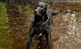 A black Labrador playing in a river.