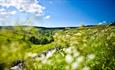 A field in the Durham Dales showing flowers