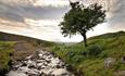 A tree and beck in Weardale