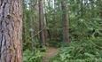 A winding trail in Hamsterley Forest -Forestry England.