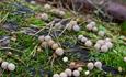 Mushrooms at Hamsterley Forest