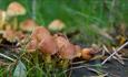 Mushrooms at Hamsterley Forest