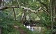 Stream in Hamsterley Forest