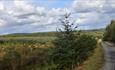 Track through Hamsterley Forest and a cloudy blue sky.