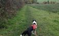 Dog on a lead walking through a field