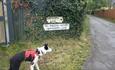 Dog on a lead walking down lane in Hunwick