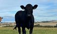 Cows in a field