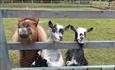 Farm animals looking through the fence