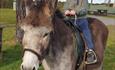A child on a donkey