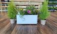 Plants available to purchase
