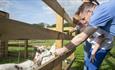 A family at Pets Corner South Causey Inn petting goats.