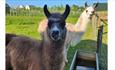 A brown alpaca and a cream alpaca standing by a water trough in a grassy field