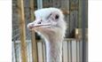 Close up of a Rhea bird