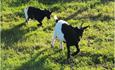 Two black and white goats in a grassy field