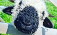 A sheep with a black woolly nose popping its head through a fence