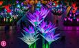 Gigantic illuminated flowers in various colours.  Elysium Garden - Jigantics (UK)