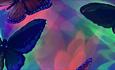 Flutter Emma Allen (UK) - Colourful butterflies