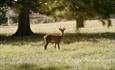 A deer