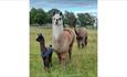 Large brown alpaca stood in a field with a small dark brown alpaca to its left and a large dark brown alpaca to the rear