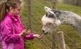 Feed alpacas at Teesdale Alpacas near Barnard Castle