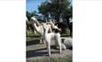 Group of different sized and coloured alpacas standing together