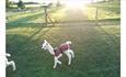 White baby alpaca running through field with a red coat on.