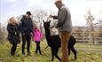 Learn about and meet alpacas at Teesdale Alpacas near Barnard Castle